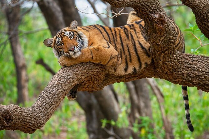 From Jaipur: 2 Days Private Tour of Ranthanbore Tigers Safari - A second safari at dawn