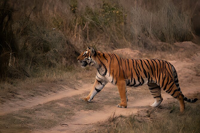 From Jaipur: 2 Days Private Tour of Ranthanbore Tigers Safari - What the $215.40 price really covers