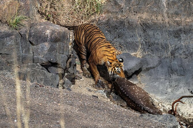From Jaipur: 2 Days Private Tour of Ranthanbore Tigers Safari - Arriving in Ranthambore and settling in