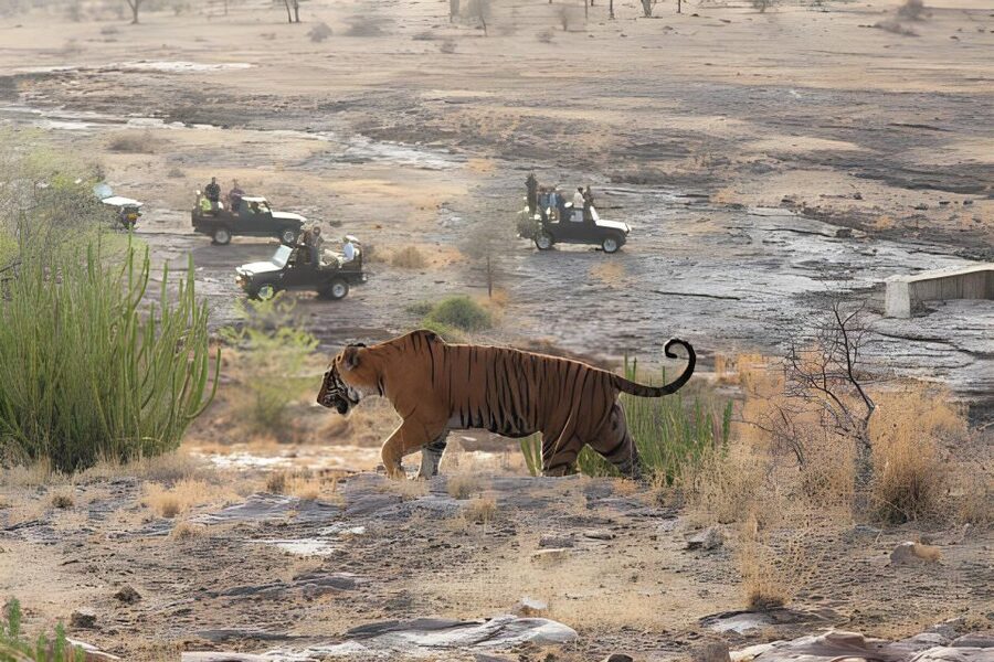 From Jaipur : 2 Days Ranthambore Tiger Safari Tour By Car - Why two days works better than a Jaipur day trip