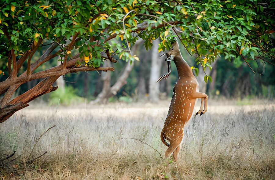 From Jaipur : 2 Days Ranthambore Tiger Safari Tour By Car - Day two: sunrise wildlife and Ranthambore Fort
