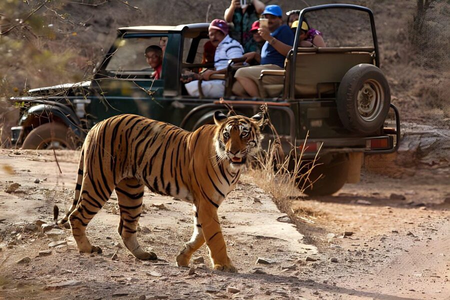 From Jaipur : 2 Days Ranthambore Tiger Safari Tour By Car - The safari vehicle choice can change the experience