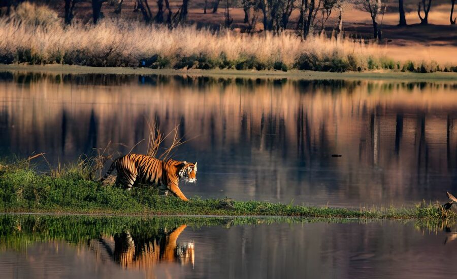 From Jaipur : 2 Days Ranthambore Tiger Safari Tour By Car - Who should book this Ranthambore trip