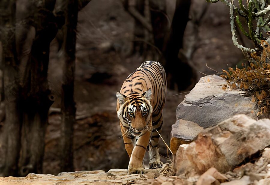 From Jaipur : 2 Days Ranthambore Tiger Safari Tour By Car - Should you book it?