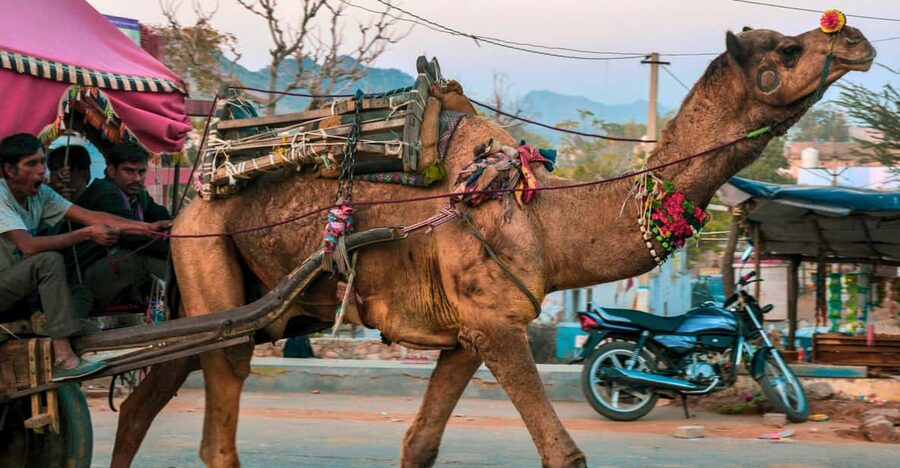 From Jaipur : Ajmer Pushkar Private Tour by Cab with Guide - Why this Jaipur day trip works