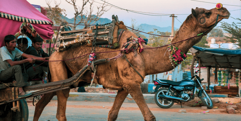 From Jaipur : Ajmer Pushkar Private Tour by Cab with Guide - Pushkar Lake and the sacred ghats