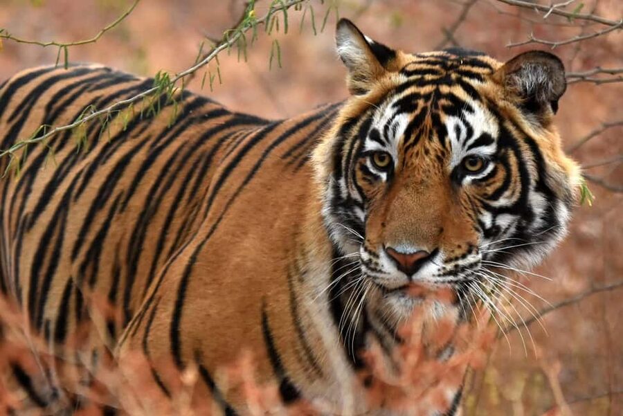 From Jaipur: One Day Trip to Ranthambore Tiger Safari - Key points to know before booking