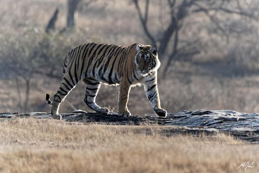 From Jaipur: One Day Trip to Ranthambore Tiger Safari - Should you book the Jaipur to Ranthambore day trip?
