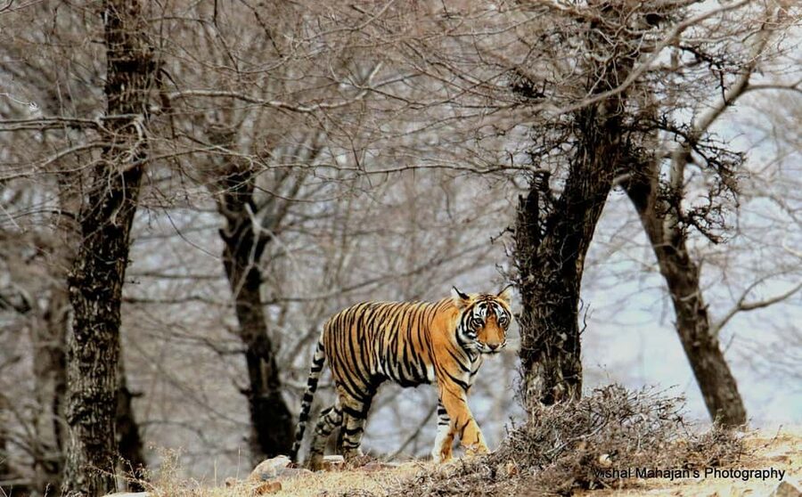 From Jaipur: One Day Trip to Ranthambore Tiger Safari - Why Ranthambore makes a demanding day trip