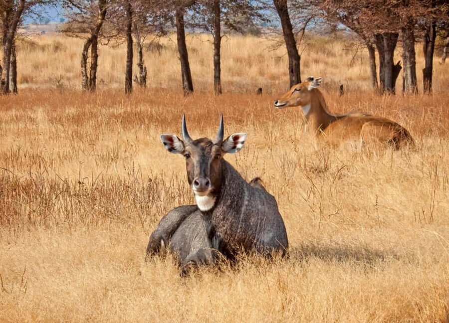 From Jaipur: One Day Trip to Ranthambore Tiger Safari - Arriving at Sawai Madhopur and the park