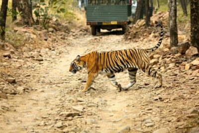 One Day Trip to Ranthambore Tiger Safari