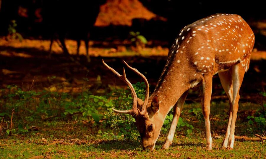 From Jaipur: One Day Trip to Ranthambore Tiger Safari - What the tiger search is really like