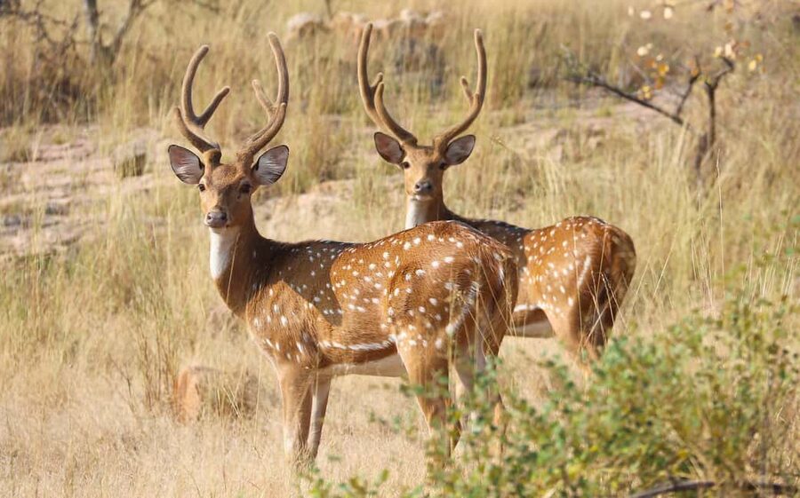From Jaipur: One Day Trip to Ranthambore Tiger Safari - The return to Jaipur after sunset