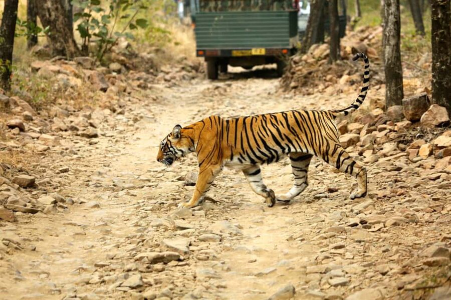 From Jaipur: One Day Trip to Ranthambore Tiger Safari - Leaving Jaipur in a private air-conditioned car