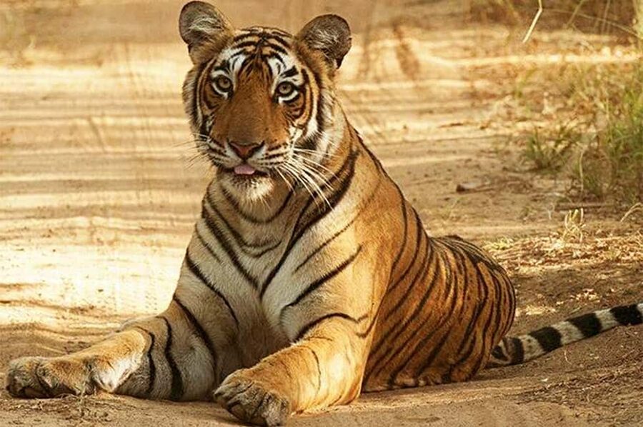 From Jaipur: Praivte Ranthambore Tour By Jeep Canter Safari - The long road from Jaipur to Sawai Madhopur