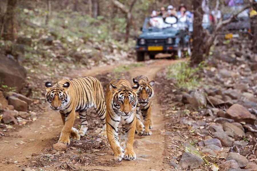 From Jaipur: Praivte Ranthambore Tour By Jeep Canter Safari - Choosing between a six-seat Jeep and a canter