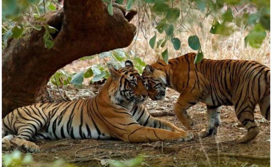 From Jaipur: Praivte Ranthambore Tour By Jeep Canter Safari - Is $98 good value?