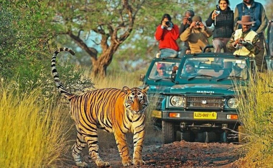 From Jaipur: Praivte Ranthambore Tour By Jeep Canter Safari - Who should book this day trip?