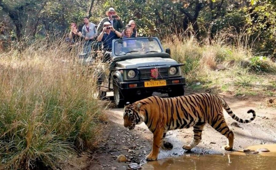 From Jaipur: Praivte Ranthambore Tour By Jeep Canter Safari - FAQ