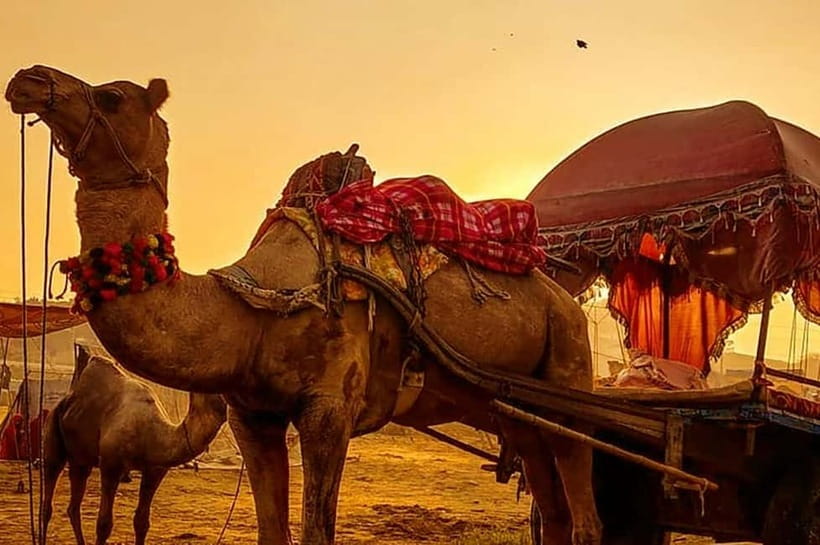 From Jaipur : Private Ajmer Pushkar Tour by Cab - Camel rides and the small Pushkar desert