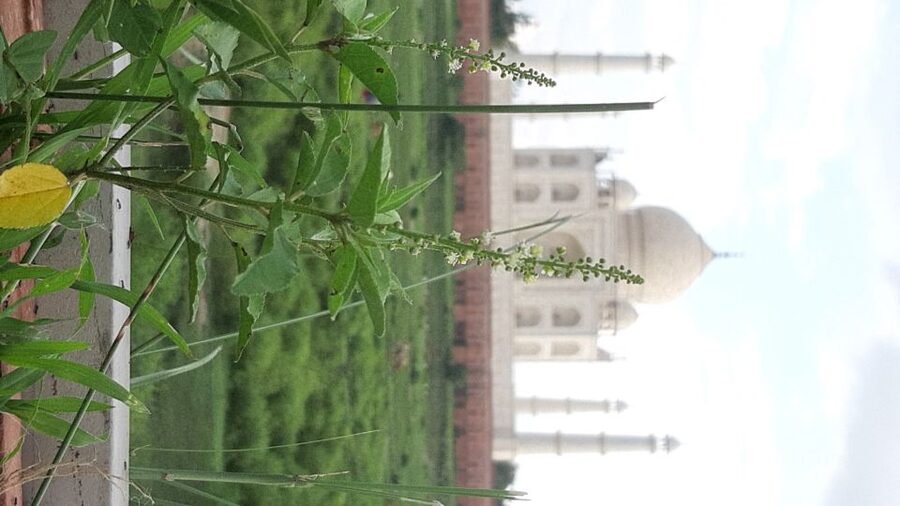 From Jaipur: Private Taj Mahal Sunrise & Agra Fort Tour - Lunch, local shops, and the flexible middle of the day