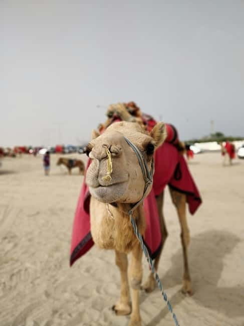 From Jaipur: Pushkar and Ajmer Private Day Trip - Optional camel, jeep, and horse safaris