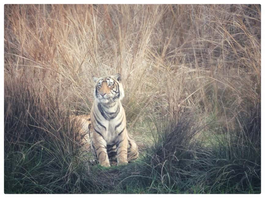 From Jaipur: Ranthambore National Park Day Trip with Safari - The Jaipur to Ranthambore road trip