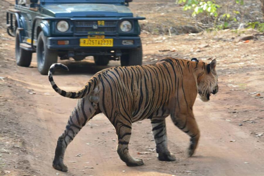 From Jaipur: Ranthambore National Park Day Trip with Safari - Arriving in Sawai Madhopur