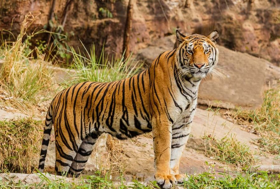 From Jaipur: Ranthambore National Park Day Trip with Safari - Inside Ranthambore National Park