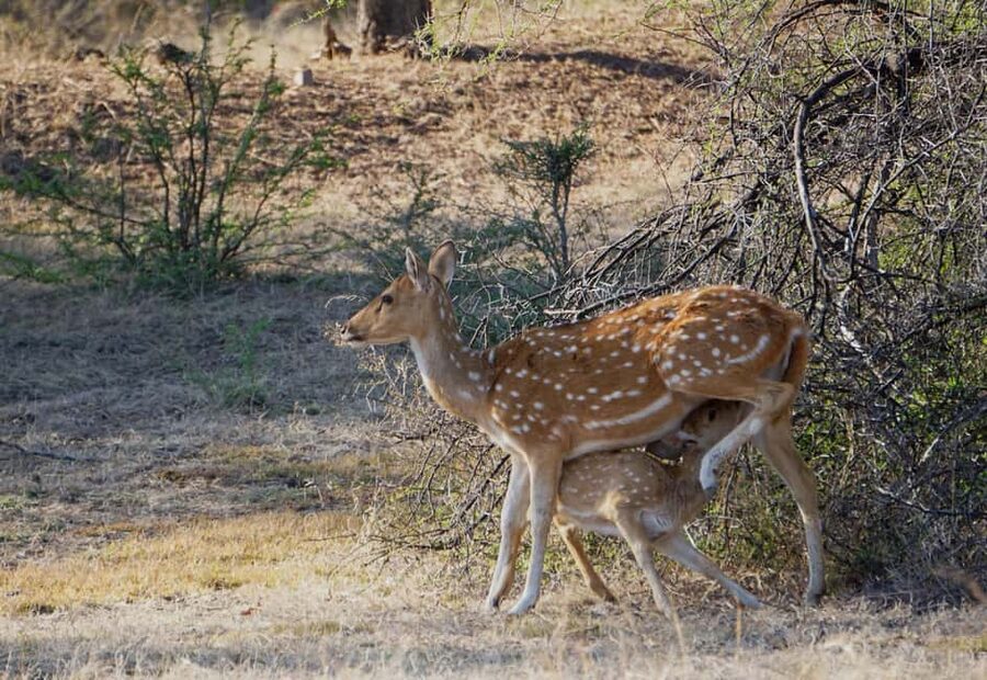 From Jaipur: Ranthambore National Park Day Trip with Safari - What a tiger sighting is really like