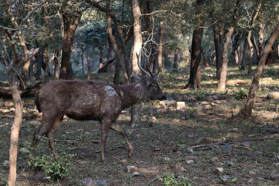 From Jaipur: Ranthambore National Park Day Trip with Safari - Is $85 good value?