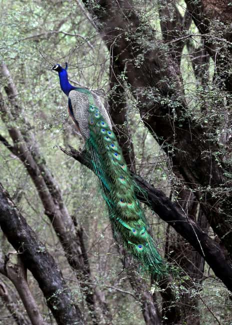 From Jaipur: Ranthambore National Park Day Trip with Safari - Who should book this day trip?