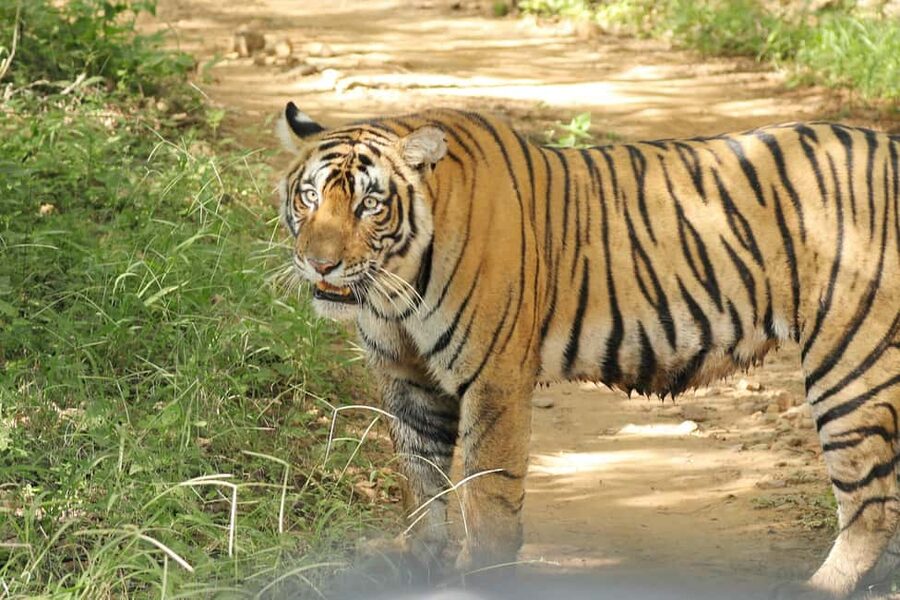 From Jaipur: Ranthambore National Park Day Trip with Safari - Should you book the Ranthambore day trip from Jaipur?