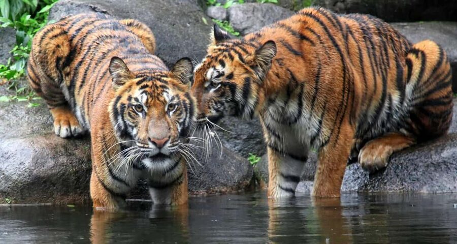 From Jaipur: Ranthambore Private Day Trip with Tiger Safari - Why Ranthambore feels different from a zoo