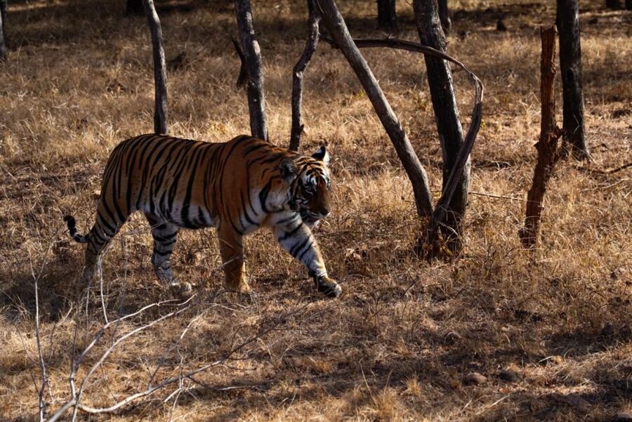 From Jaipur: Ranthambore Private Day Trip with Tiger Safari - Who will enjoy this day most?