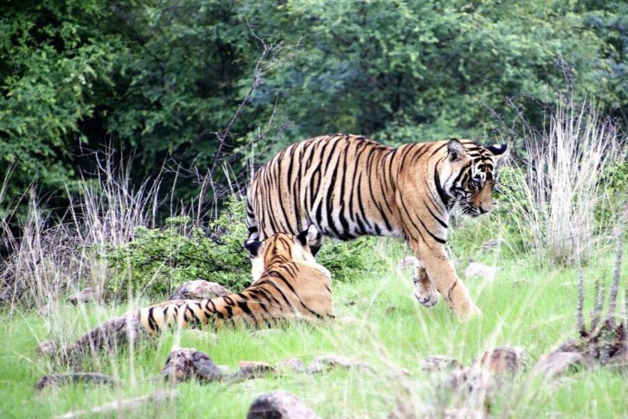 From Jaipur: Ranthambore Private Day Trip with Tiger Safari - Timing, weather, and seasonal planning