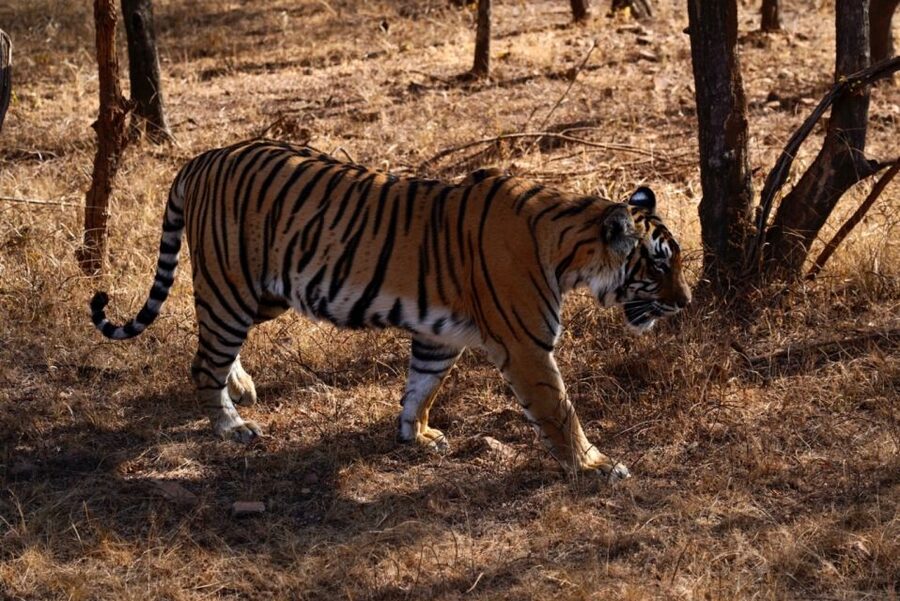 From Jaipur: Ranthambore Private Day Trip with Tiger Safari - What happens inside the open safari canter