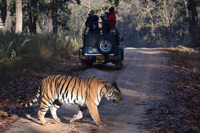 From Jaipur: Ranthambore Tiger Safari Private Day Tour - Key points to know before booking