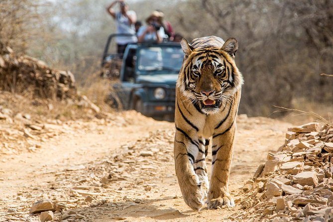 From Jaipur: Ranthambore Tiger Safari Private Day Tour - The early Jaipur pickup and road to Sawai Madhopur