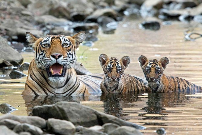 From Jaipur: Ranthambore Tiger Safari Private Day Tour - Who should book this Jaipur day trip