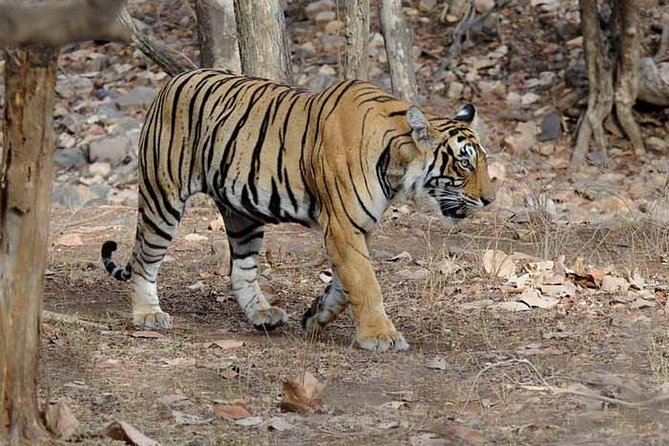 From Jaipur: Ranthambore Tiger Safari Private Day Tour - The afternoon safari in a 20-seat canter