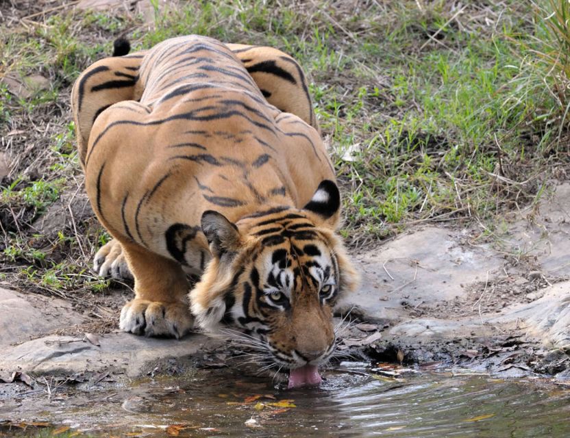 From Jaipur: Ranthambore Tour with Cab - Reaching Ranthambore National Park