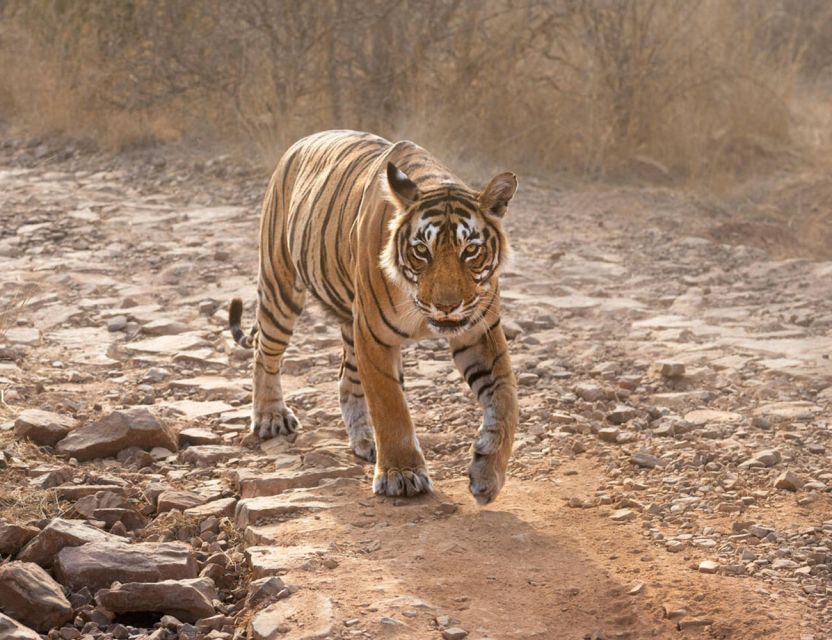From Jaipur: Ranthambore Tour with Cab - Is $127 a fair price?