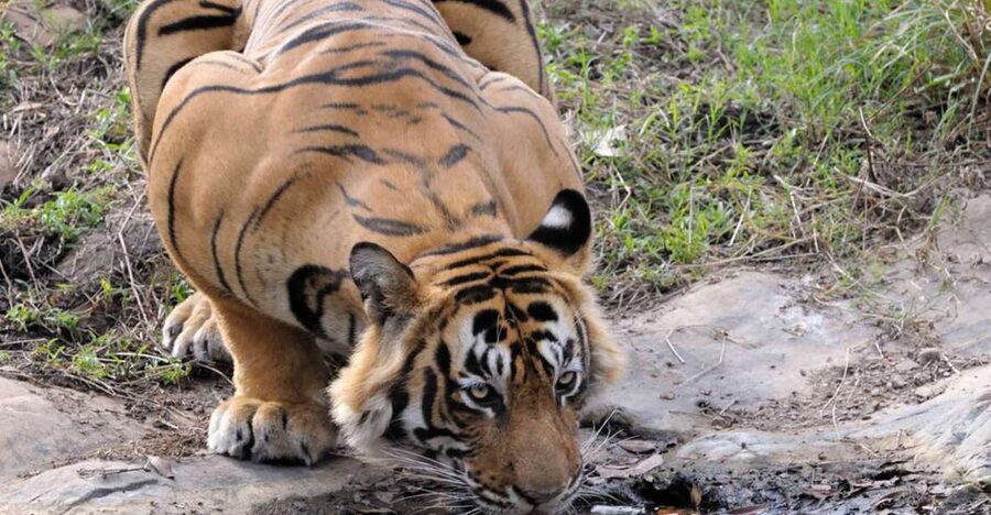 From Jaipur: Ranthambore Tour with Cab - Leaving Jaipur for Sawai Madhopur