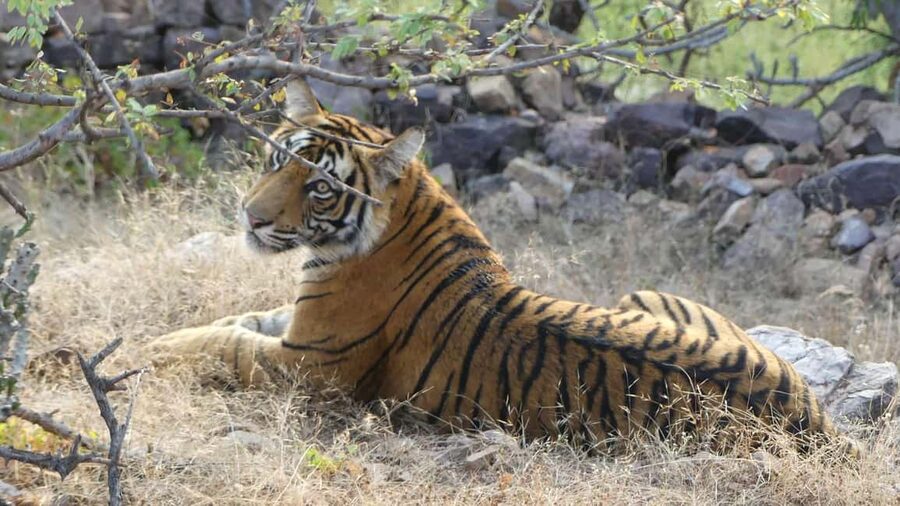 From Jaipur: Sariska National Park Day trip with Safari - Key points to know before booking