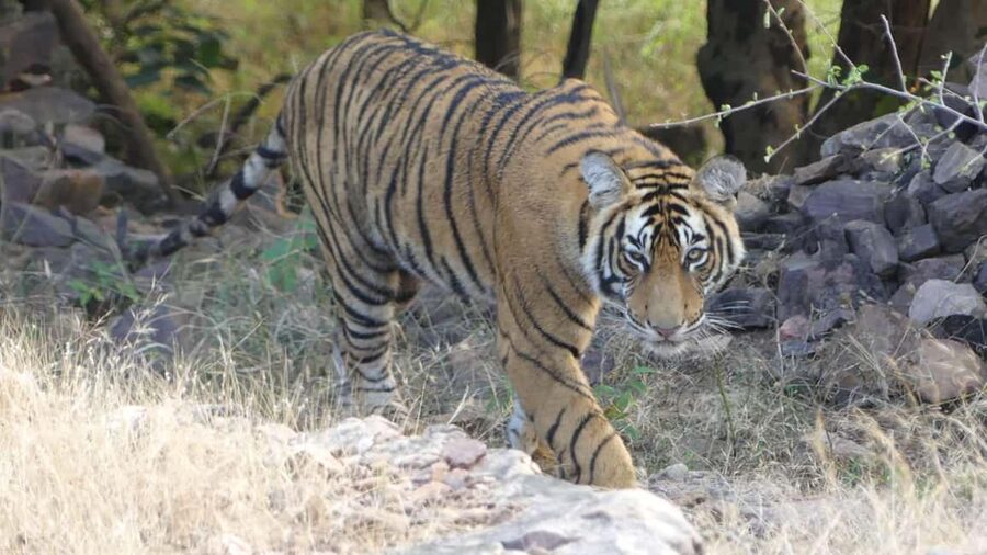 From Jaipur: Sariska National Park Day trip with Safari - A long day from Jaipur to Sariska