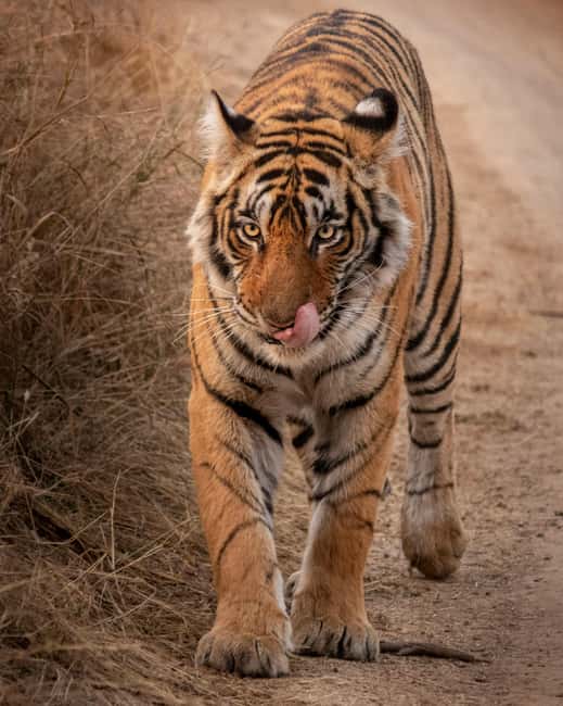 From Jaipur: Sariska National Park Day trip with Safari - Entering Sariska Tiger Reserve