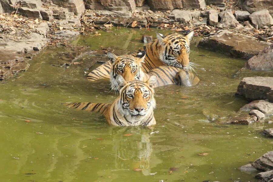 From Jaipur: Sariska National Park Day trip with Safari - Choosing the right vehicle