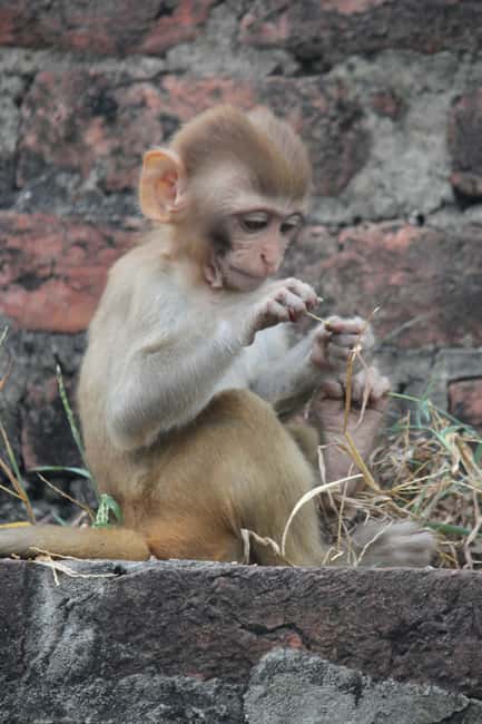 From Jaipur: Sariska National Park Day trip with Safari - Who will enjoy this day trip