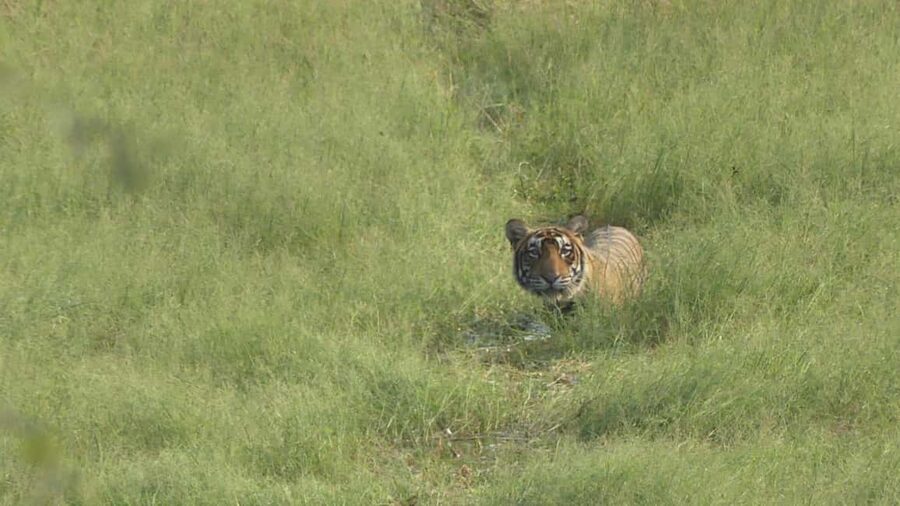 From Jaipur: Sariska National Park Day trip with Safari - The Jaipur pickup and private car